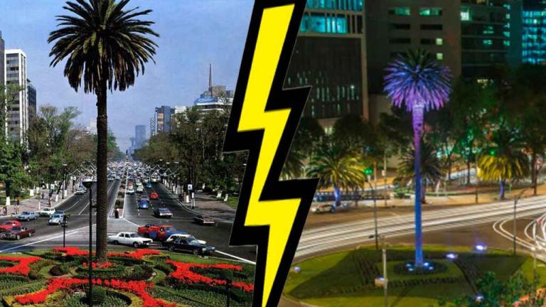 Imagen de la palma en CDMX