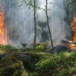Incendios forestales en América del Norte